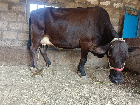 હોડકી વેસવાનીસે