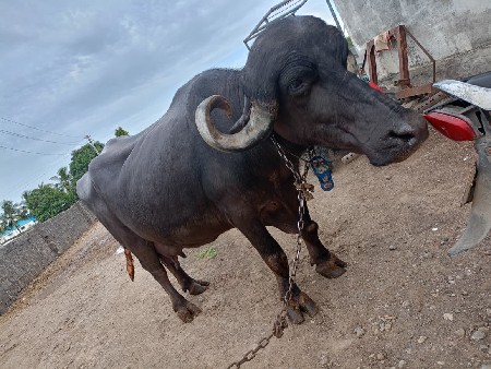 थंबनेल 3