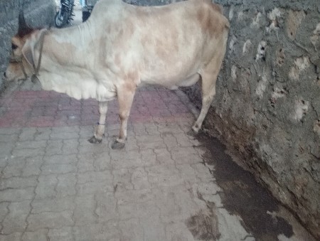 પેલ વેતરી હોડકી વેચવાની છે