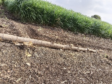 સાગ વેચવા ના છે..