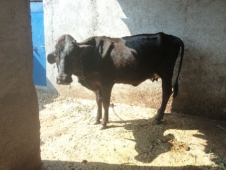 ગીર ક્રોસ ગાય વેચવાની છે પહેલું વે