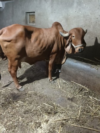 ગાય વેચવાની છે