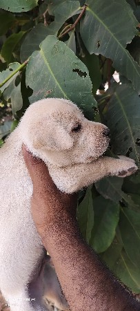 લેબરા ડોગ પપી વેસવા નું છે