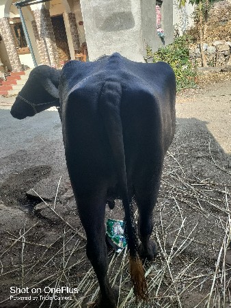 થંબનેલ 3