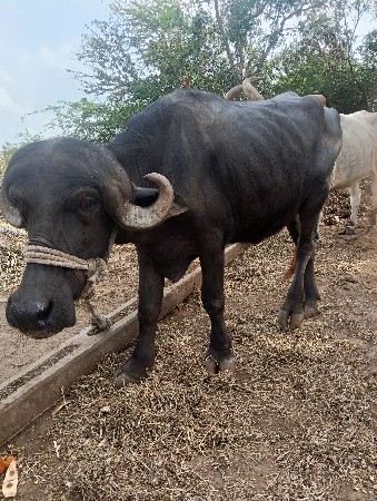 આ ખડેલી વેચવાની છે.