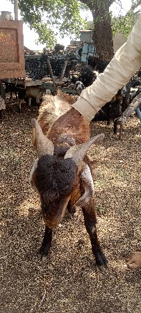 બોકડો‌ વેસવાનો