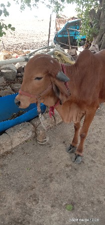 थंबनेल 3