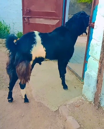 थंबनेल 3