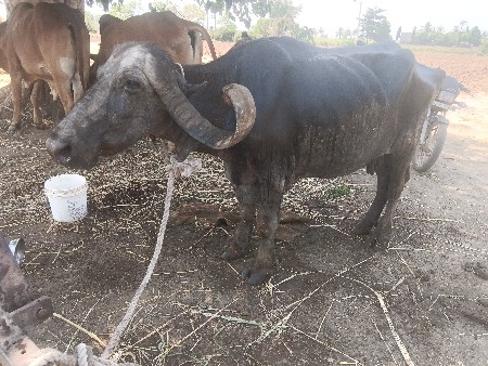 ભેંસ વેચવાની છે