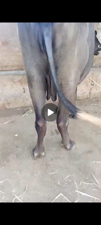 બીજા વેતરી કડાઈ વેચવાની છે