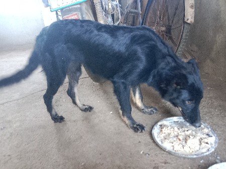 ઓરીજનલ પંજાબ બીજ