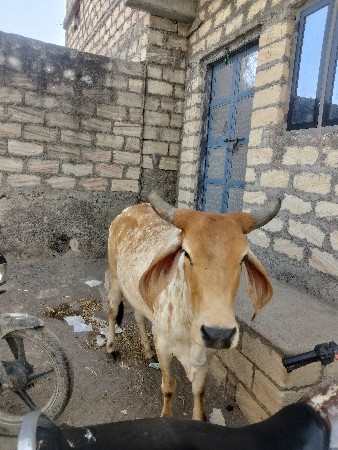 ગાય વેચવાની છે સાટા પણ કરવાનો સે