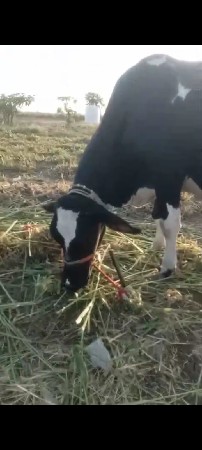 ગળકોટડી બાબર અમરેલી