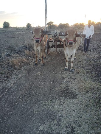 ગોઢલાછે