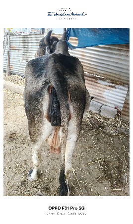 વેચવાનિ છૈ