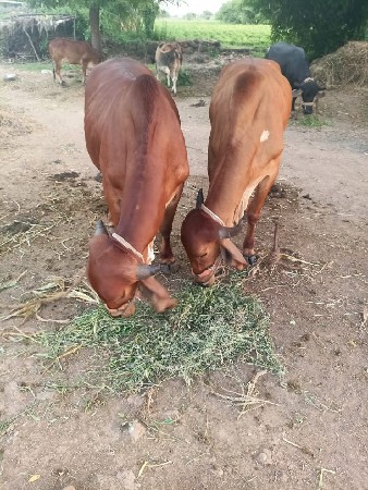 બળદ  વેચવાના છે