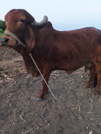 સાવ સો જી છે  6 લીટર દુધ છે