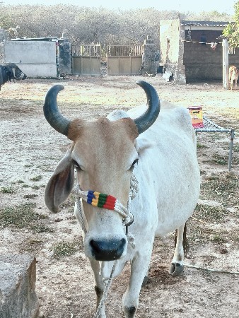 આ ગાય વેચવાની છે