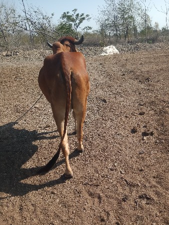 ગાડામાં છાતીમાં કપ્લેટ