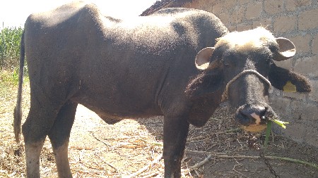 थंबनेल 3