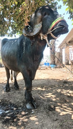 દાવ  પાડો વેચાવ છે