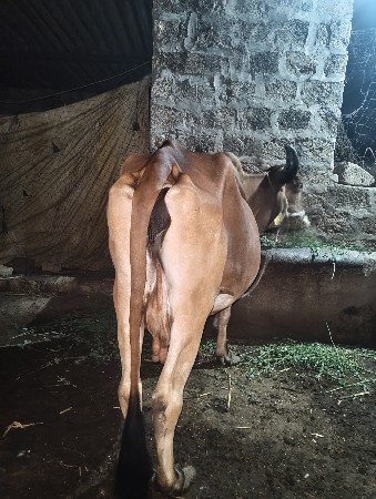 ગાય  વેચવા ની સે