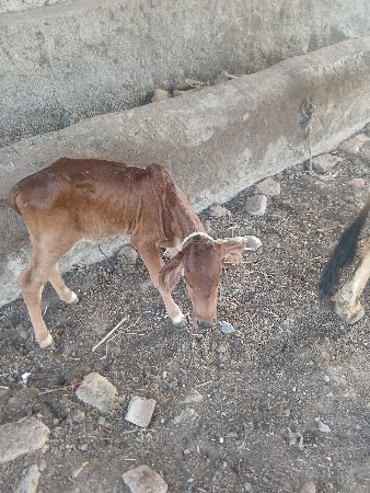 ગાય તાજી વીહાગલ