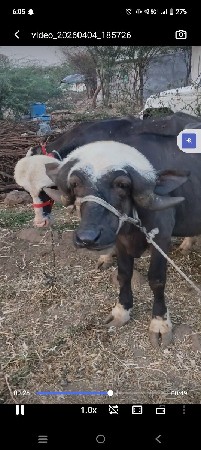 थंबनेल 2