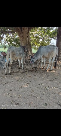 વઢીયારા ગોડલા વેચવાના છે