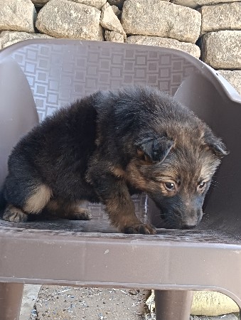 German shepherd double coat