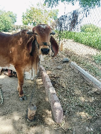 થંબનેલ 2