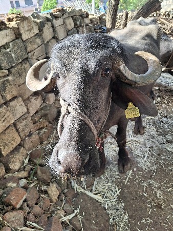 આ ખળેલી વેચવાની છે