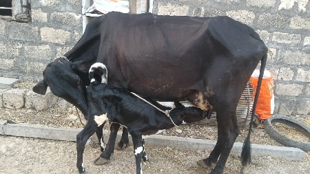 થંબનેલ 2