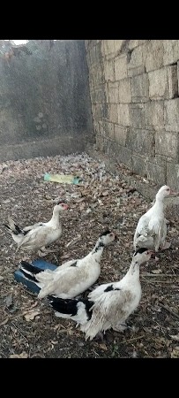 માસકો બતક વેચવાના છે ૧૪ નો લોટ