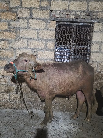 थंबनेल 2