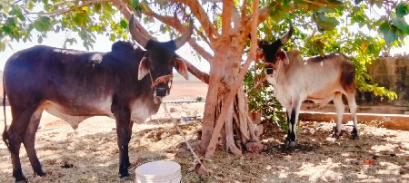 थंबनेल 2