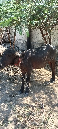 ભેંસ વેચવાની છે