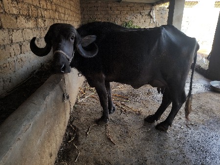 થંબનેલ 2