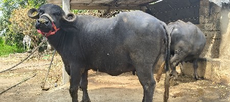 ભેંસ વેસવાની છે