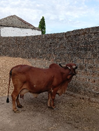 थंबनेल 2