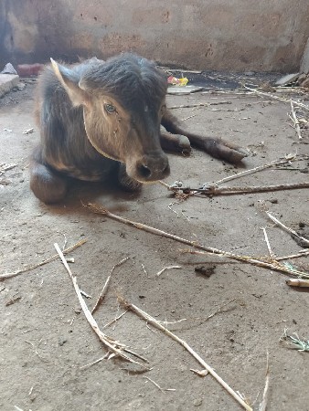 વેચવાની છે