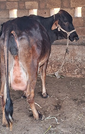 કોસ ઓડકી વેસવાની