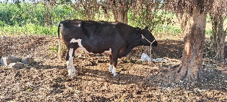 ગાય વેચવાની છે