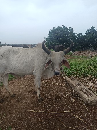બળદ વેચવાનો છે