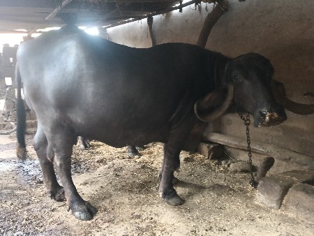 थंबनेल 3