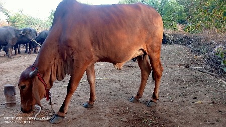 थंबनेल 2