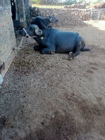 थंबनेल 2