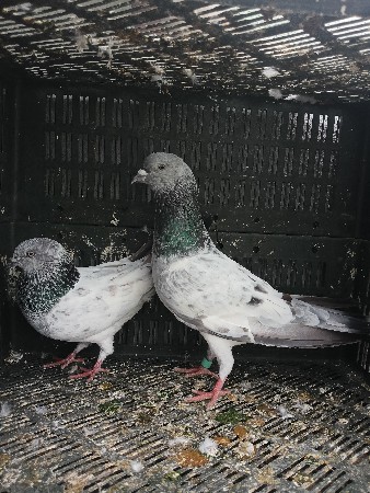 BHURA BAJRAA NI JODII