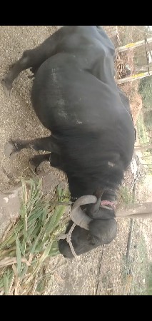 ભેંસ વેસવાની છે