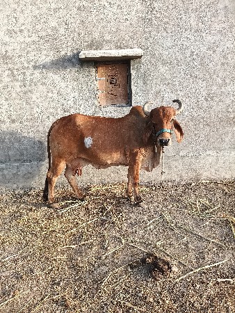ગાય વેચવાની છે